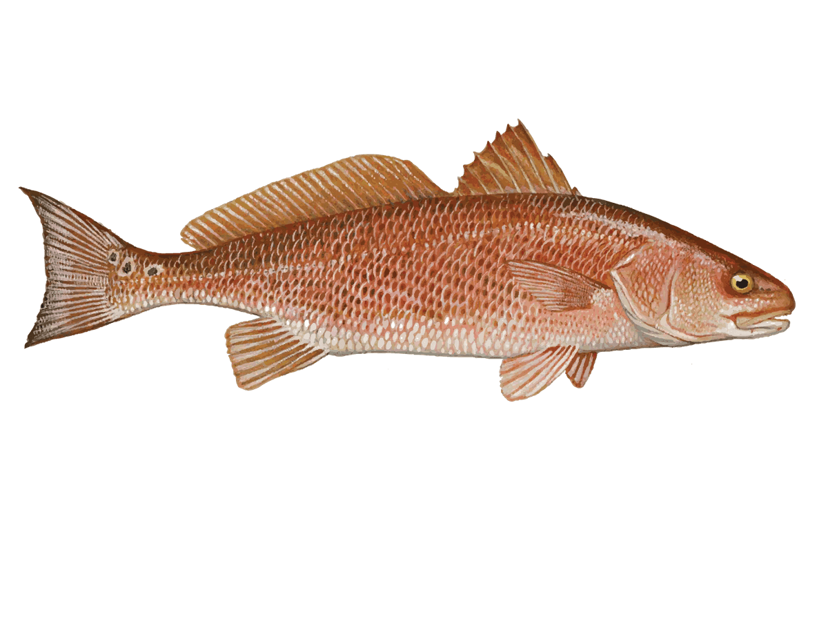Redfish
